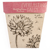 Sow 'N Sow Gift of Seeds Everlasting Daisy