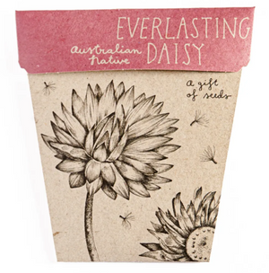 Sow 'N Sow Gift of Seeds Everlasting Daisy